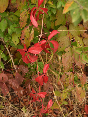 Foto "Hemoragii" autumnale (c) Lucian Petru Goja